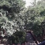 باغ ویلا پانصدمتری منطقه سی سنگان - نوشهر